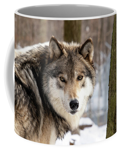 Timber Wolf Coffee Mug featuring the photograph Timber Wolf Stare #2 by Rose Guinther