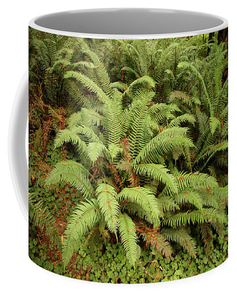 Crescent Coffee Mug featuring the photograph Western Sword ferns in the undergrowth of redwood forest #1 by Steve Estvanik