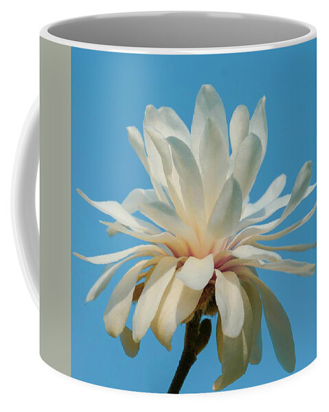 Spring Coffee Mug featuring the photograph White Magnolia #2 by Susan Rydberg