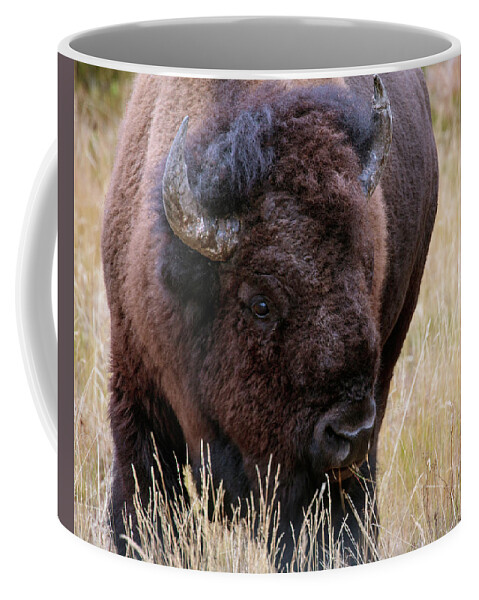 Bison Coffee Mug featuring the photograph Yellowstone Bison #1 by Catherine Avilez