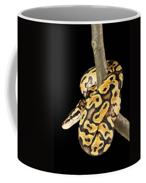 Africa Wildlife Coffee Mug featuring the photograph Ball Python Python Regius #12 by David Kenny