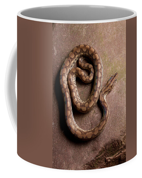 Animal Coffee Mug featuring the photograph Colombian Rainbow Boa Epicrates Maurus #12 by David Kenny
