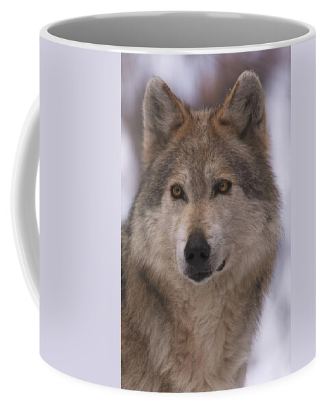 Animal Coffee Mug featuring the photograph Wolf #12 by Brian Cross