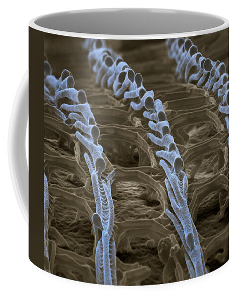 Arthropod Coffee Mug featuring the photograph Butterfly Wing Scale Sem #13 by Meckes/ottawa