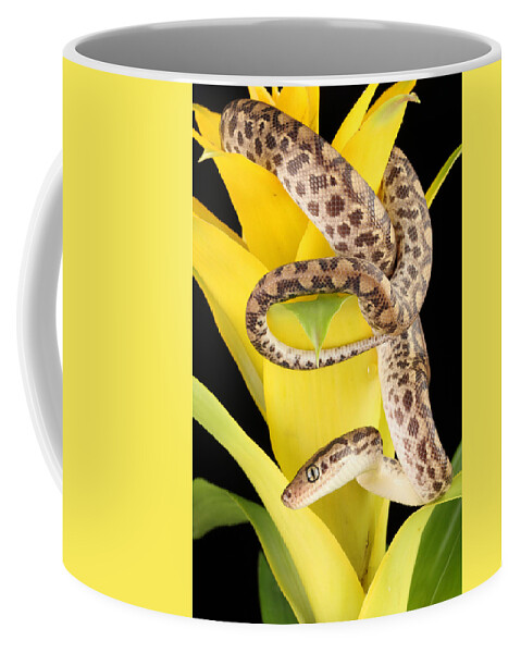 Animal Coffee Mug featuring the photograph Colombian Rainbow Boa Epicrates Maurus #13 by David Kenny