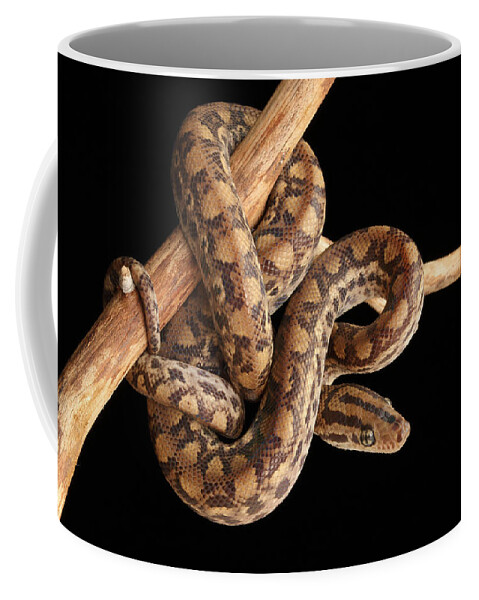 Animal Coffee Mug featuring the photograph Colombian Rainbow Boa Epicrates Maurus #15 by David Kenny