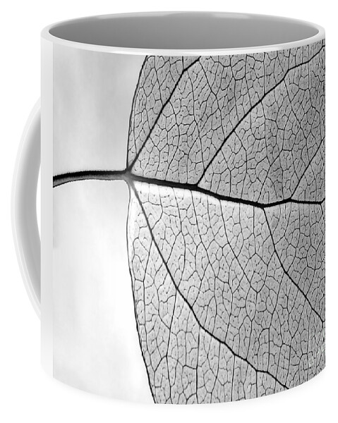 Aspen Leaf Veins Coffee Mug featuring the photograph Aspen Leaf Veins #2 by Natalie Dowty