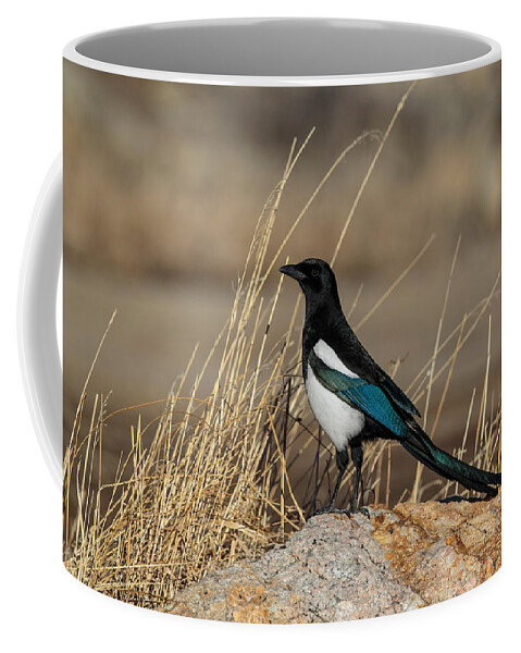 Animal Coffee Mug featuring the photograph Black-billed Magpie Pica Hudsonia #2 by James Zipp