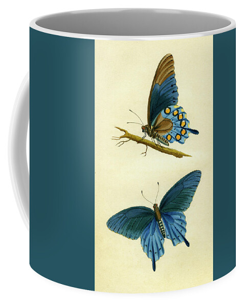 Entomology Coffee Mug featuring the mixed media butterflies - Papilio philenor by Unknown
