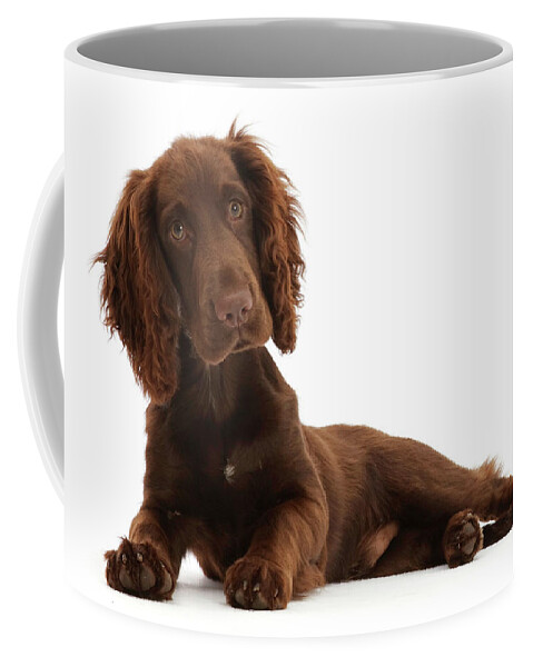 Animal Coffee Mug featuring the photograph Chocolate Working Cocker Spaniel Puppy #2 by Mark Taylor