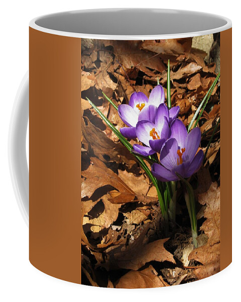 Spring Coffee Mug featuring the photograph Early Spring-- the Crocus by John Scates