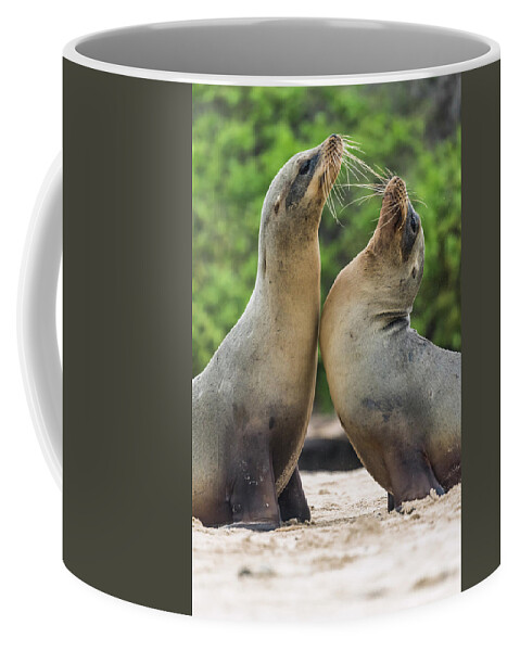 Animal Coffee Mug featuring the photograph Galapagos Sea Lion Pair Greeting #2 by Tui De Roy