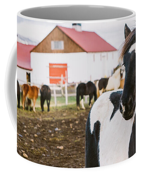 Agriculture Coffee Mug featuring the photograph Herd of precious Icelandic horses gathered in a farm. #2 by Joaquin Corbalan