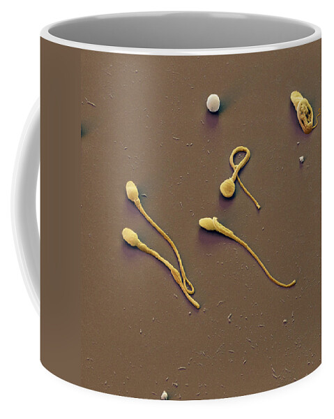 Cell Coffee Mug featuring the photograph Human Sperm Cells #2 by Meckes/ottawa