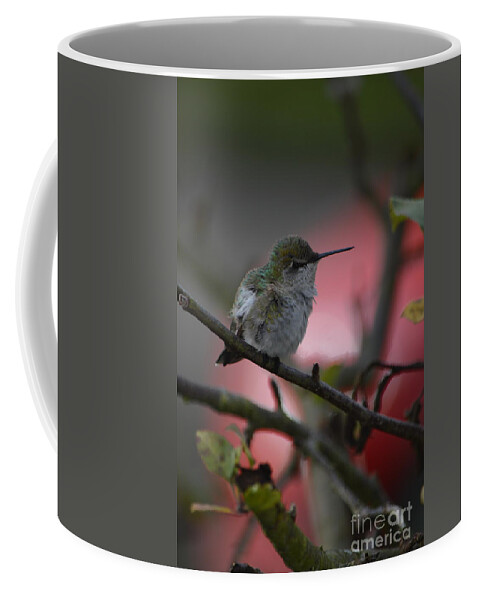 Hummingbird Coffee Mug featuring the photograph Hummingbird #2 by Carol Eliassen