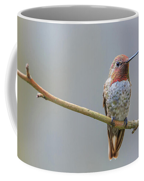 Animal Coffee Mug featuring the photograph Male Anna's Hummingbird #2 by Briand Sanderson