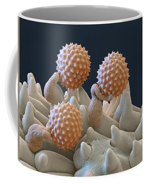 Ambrosia Coffee Mug featuring the photograph Pollen And Pollen Tubes, Sem by Oliver Meckes EYE OF SCIENCE