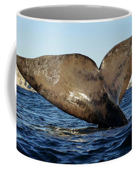 00586999 Coffee Mug featuring the photograph Southern Right Whale Sailing #2 by Hiroya Minakuchi