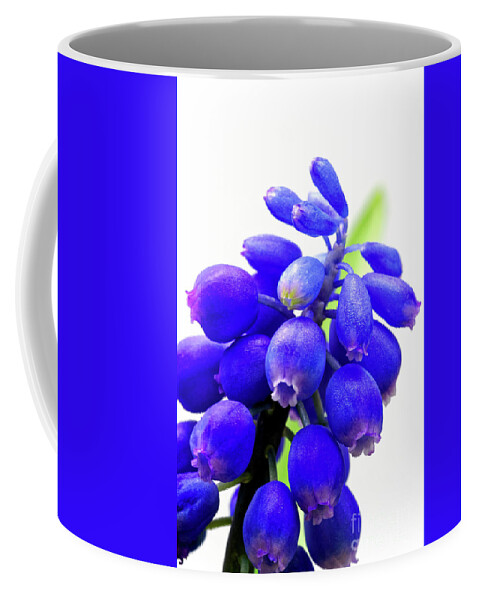 Tiny Coffee Mug featuring the photograph blue bell flower cluster Grape hyacinth by Robert C Paulson Jr