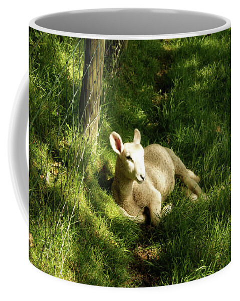Cumbria Coffee Mug featuring the photograph 20/06/14 KESWICK. Lamb In The Woods. by Lachlan Main