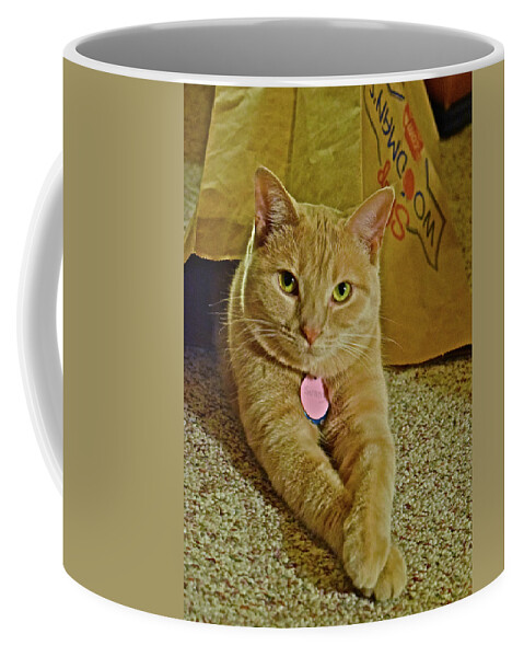 Tabby Cat Coffee Mug featuring the photograph 2018 Sunny Cat Listening to Year's End Political Analysis by Janis Senungetuk