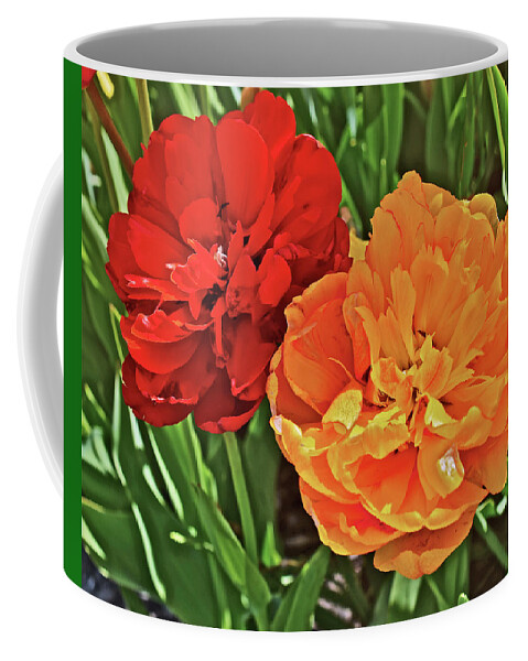Tulips Coffee Mug featuring the photograph 2019 Acewood Double Beauties by Janis Senungetuk