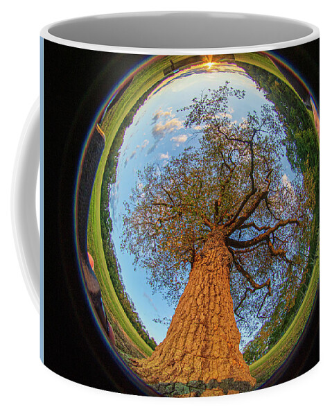 210 Coffee Mug featuring the photograph 210 degree Mount Laurel Tree by Louis Dallara