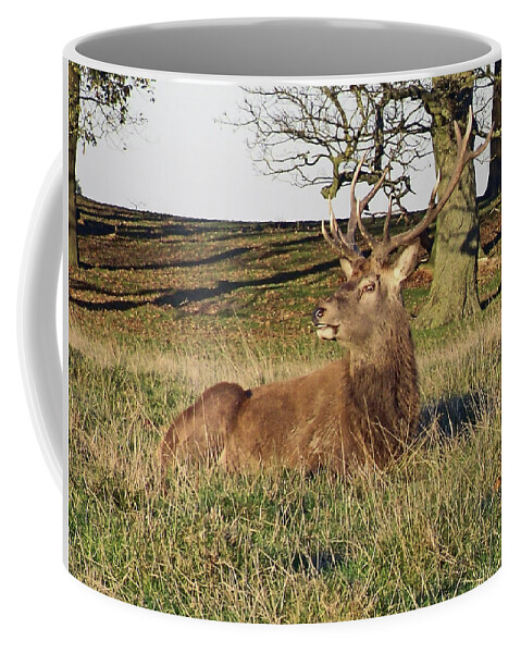 Knutsford Coffee Mug featuring the photograph 28/11/18 TATTON PARK. Stag in The Park. by Lachlan Main