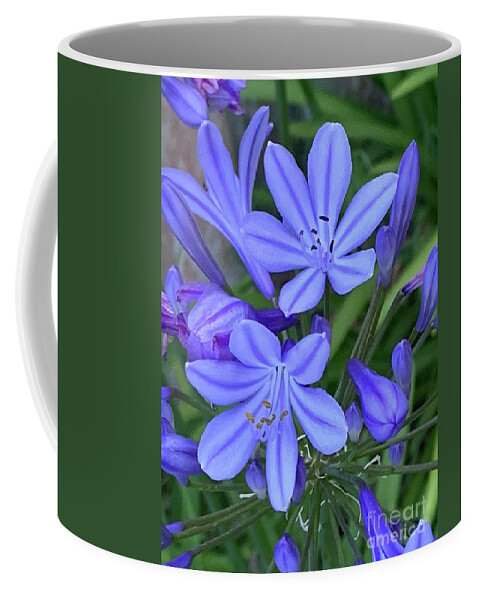 Agapanthus Coffee Mug featuring the photograph Agapanthus #28 by Marc Bittan
