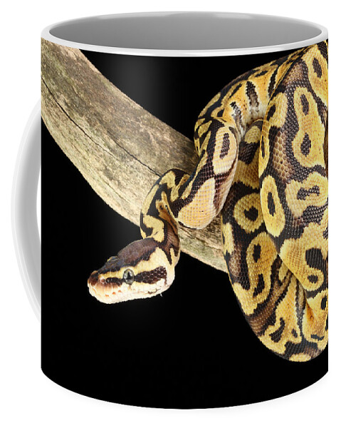 Africa Wildlife Coffee Mug featuring the photograph Ball Python Python Regius #3 by David Kenny