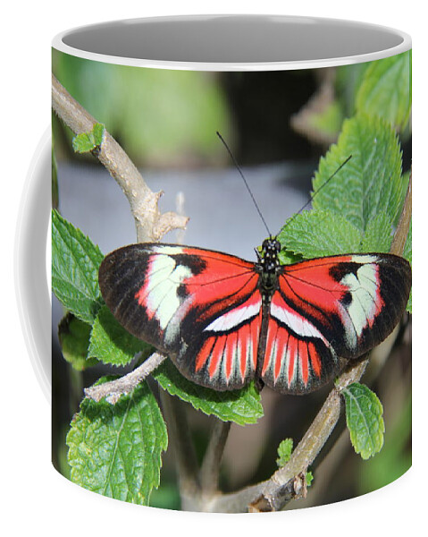 Butterfly Coffee Mug featuring the photograph Butterfly by Richard Krebs