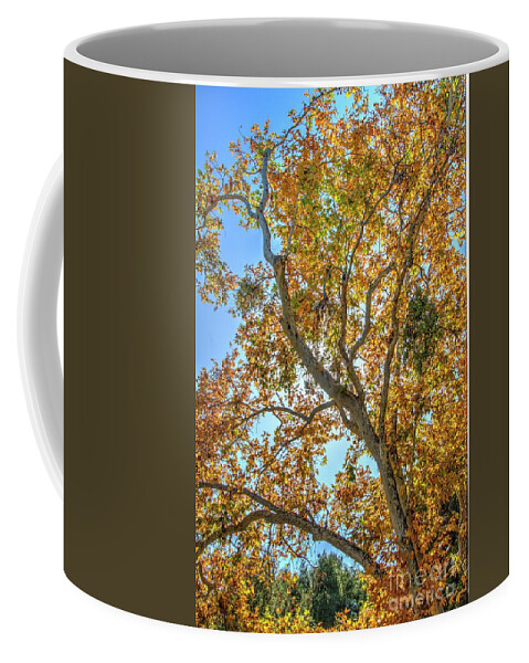 Fall Coffee Mug featuring the photograph Fall #3 by Marc Bittan