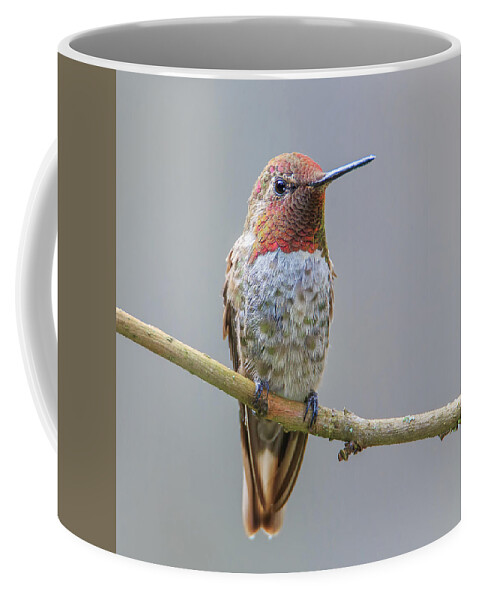 Animal Coffee Mug featuring the photograph Male Anna's Hummingbird by Briand Sanderson