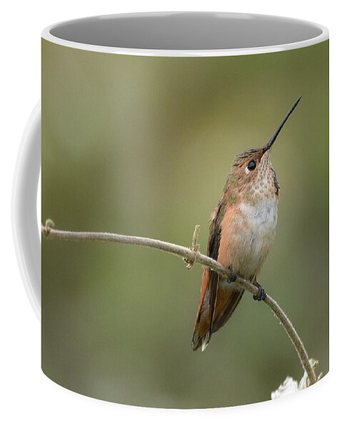 Allens Hummingbird Coffee Mug featuring the photograph Surveillance #3 by Fraida Gutovich