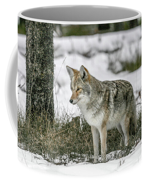 Coyote Coffee Mug featuring the photograph After the Snow #4 by Ronnie And Frances Howard