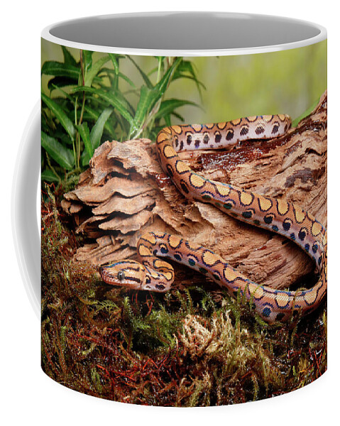 Animal Coffee Mug featuring the photograph Brazilian Rainbow Boa #4 by David Kenny