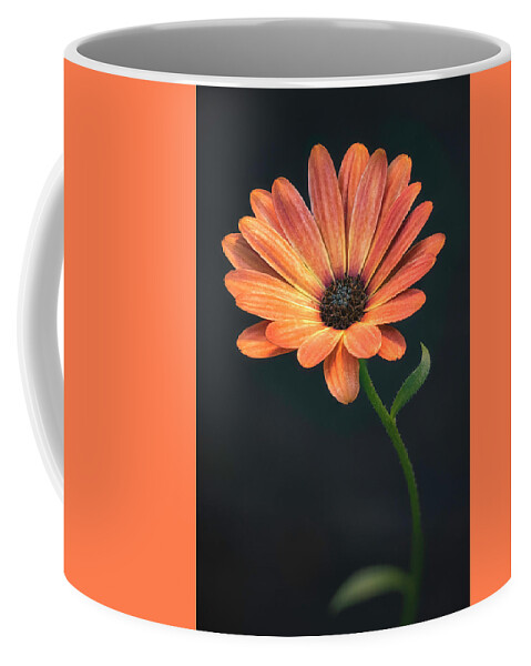 Flower Coffee Mug featuring the photograph Evening Light #4 by Robert Fawcett