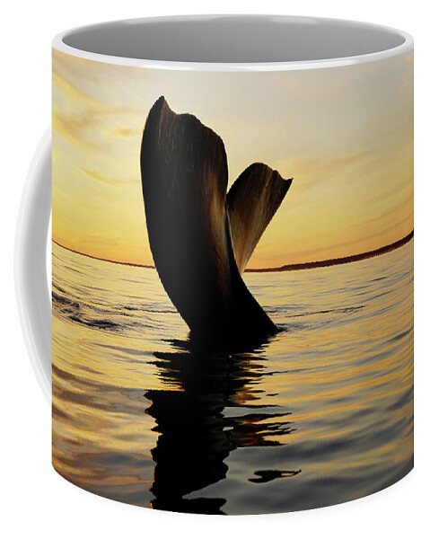 00586953 Coffee Mug featuring the photograph Right Whale Sailing At Sunset #4 by Hiroya Minakuchi
