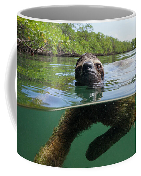 Suzi Eszterhas Coffee Mug featuring the photograph Swimming Pygmy Three Toed Sloth #4 by Suzi Eszterhas