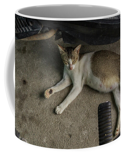 Beautiful Coffee Mug featuring the photograph A Beautiful Female Cat #5 by Mangge Totok