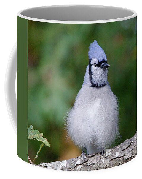 Blue Jay Coffee Mug featuring the photograph Blue Jay #5 by Diane Giurco