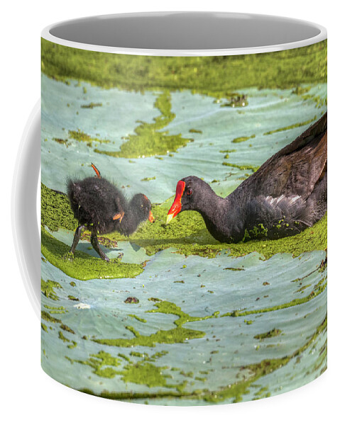 American Fauna Coffee Mug featuring the photograph Common Gallinule Gallinula Galeata #5 by Ivan Kuzmin