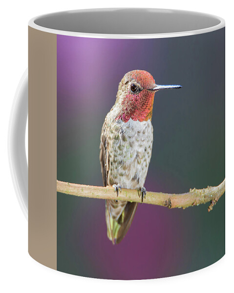 Animal Coffee Mug featuring the photograph Male Anna's Hummingbird by Briand Sanderson