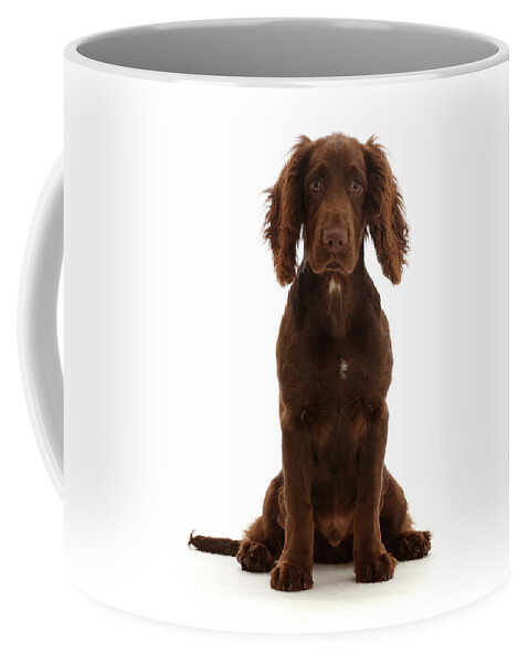 Animal Coffee Mug featuring the photograph Chocolate Working Cocker Spaniel Puppy #7 by Mark Taylor