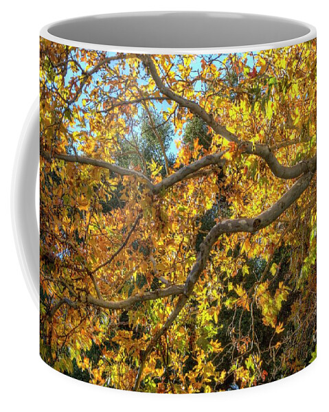 Fall Coffee Mug featuring the photograph Fall #7 by Marc Bittan