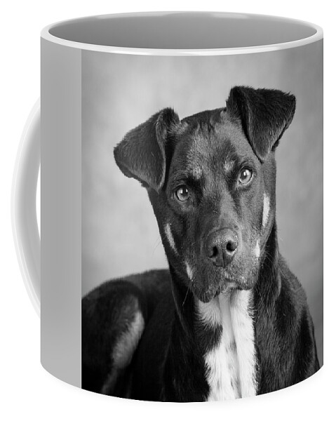 Photography Coffee Mug featuring the photograph Portrait Of A Mixed Dog #7 by Panoramic Images
