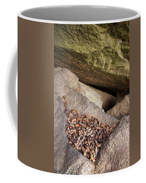 Allegheny Woodrat Coffee Mug featuring the photograph Allegheny Woodrat Neotoma Magister by David Kenny