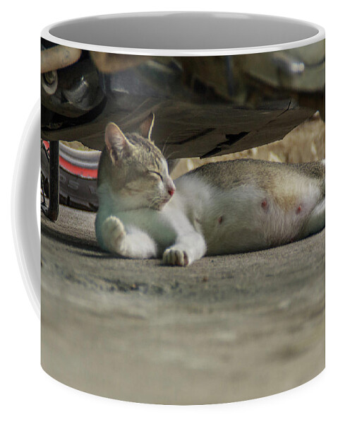 Beautiful Coffee Mug featuring the photograph A Beautiful Female Cat by Mangge Totok