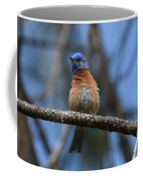 Western Bluebird Coffee Mug featuring the photograph A Bit of Fluff by Fraida Gutovich