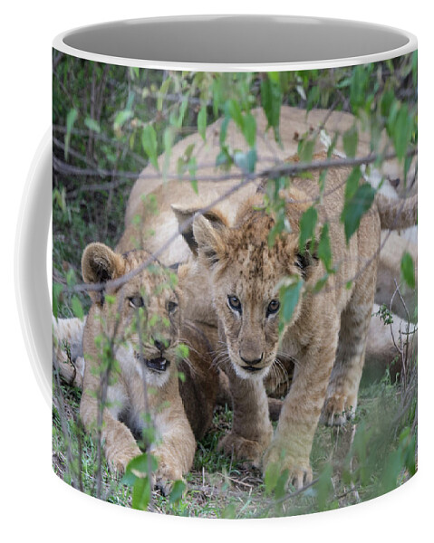Lion Coffee Mug featuring the photograph A Cub on the Prowl by Mark Hunter